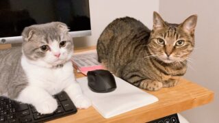 9歳違いの猫は仲良くなれる?